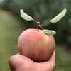 valleypicks